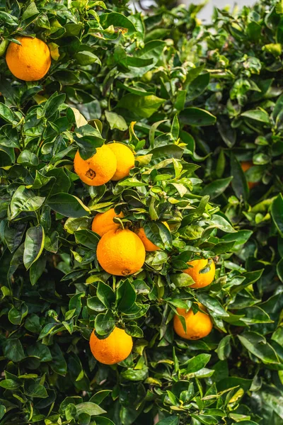 Naranjo Que Frutos Maduros Día Soleado Jardín Bandera Vertical —  Fotos de Stock