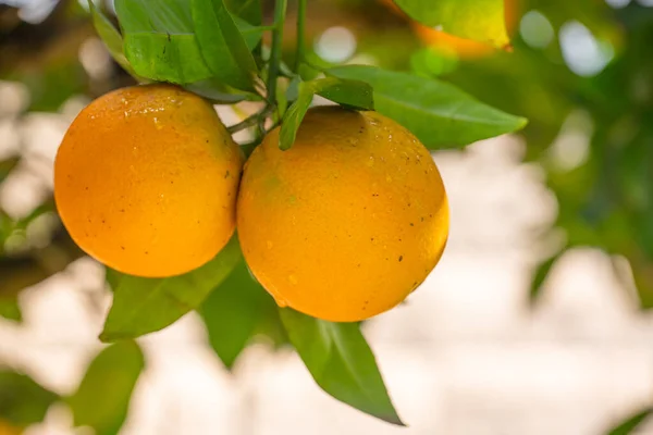 Rama Naranjo Con Frutas Maduras Cerca Jardín Día Soleado —  Fotos de Stock