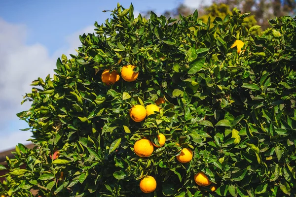 Frutas Naranja Cerca Naranjo Que Frutos Maduros —  Fotos de Stock