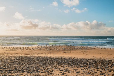 Güzel deniz manzarası ve kumsalda kuş sürüsü, arka planda bulutlu gökyüzü.