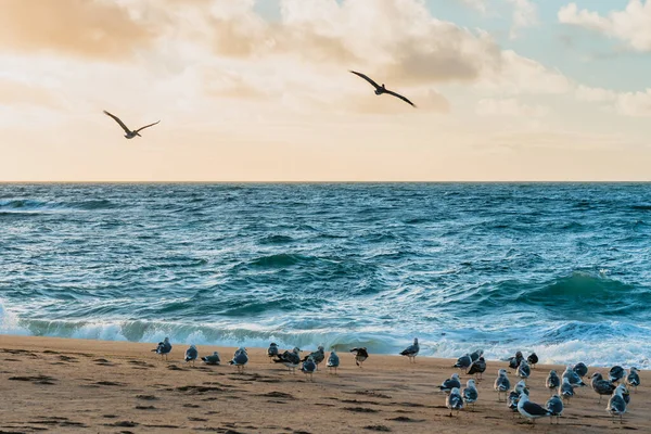 Tormentoso Océano Pacífico Color Turquesa Atardecer Bandada Aves Marinas California —  Fotos de Stock