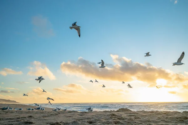 Закат Пляже Стая Летающих Птиц Калифорния — стоковое фото