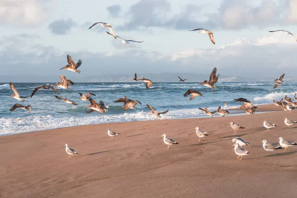 Playa Atardecer Bandada Aves Pelícanos Gaviotas Hermosa Costa Central California — Foto de Stock