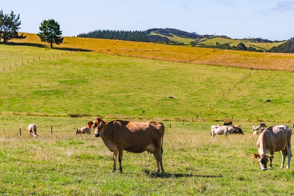 Grüne Hügel Und Eine Herde Kühe Einem Sonnigen Sommertag — Stockfoto