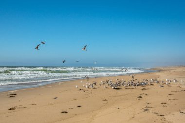 Deniz ve kuş sürüsü. Boş kumsal, Pasifik Okyanusu, martılar ve temiz mavi gökyüzü arka planı, California Sahili.