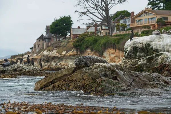 Shell Beach Kalifornia Kilátás Óceánból Sziklák Hínárerdők Madárcsordák Fókák — Stock Fotó