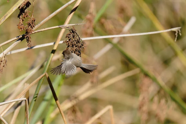 A tiny bird flying between a marsh grass. Bushtit at Oso Flaco Lake in Oceano, California