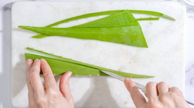 Aloe Vera ev yapımı yüz ve vücut fırçası tarifi. Kadının elleri aloe vera bitkisini soyuyor.