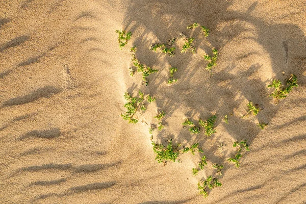 Spiaggia Sabbia Piante Autoctone Tramonto Vista Vicino Dall Alto Astratto — Foto Stock