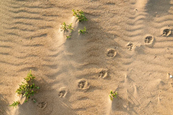 Impronte Animali Piante Autoctone Sulla Sabbia Sulla Spiaggia Tramonto California — Foto Stock