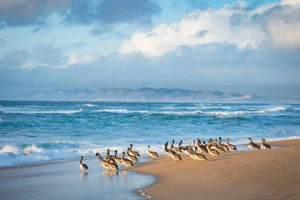 Colônia Pelicanos Marrons Praia Pôr Sol Mar Azul Montanhas Céu — Fotografia de Stock