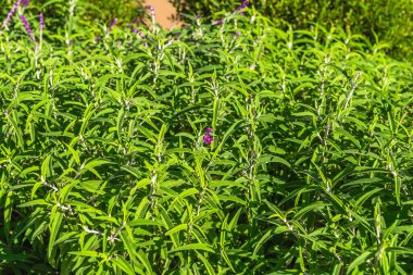 Meksika çalı sakalı (Salvia leucantha) güneşli bir günde bahçede kapanıyor