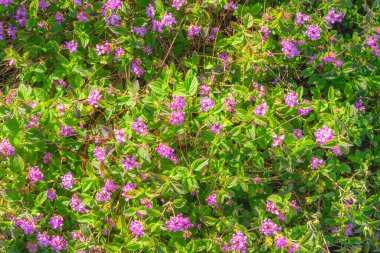 Küçük mor çiçek kümeleri. Şehir parkında Mor Patika Lantana çiçek açtı. Her daim yeşil bir bitki, özgürce çiçek açan bir yer örtüsü.