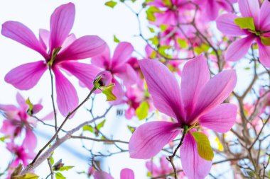 Çiçek arkaplan. Magnolia ağacı çiçek açar. Güzel mor çiçekler, yeşil yapraklar ve açık mavi bir arkaplan.