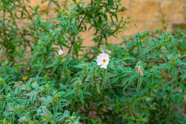 Rockrose shrub, decorative evergreen plant with beautiful small pink-white flowers