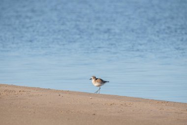 Kumsalda kara göbekli yağmurkuşu. Guadalupe-Nipomo Dunes Ulusal Vahşi Yaşam rezervi, Kaliforniya