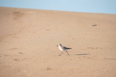 Kumsalda kara göbekli yağmurkuşu. Guadalupe-Nipomo Dunes Ulusal Vahşi Yaşam rezervi, Kaliforniya