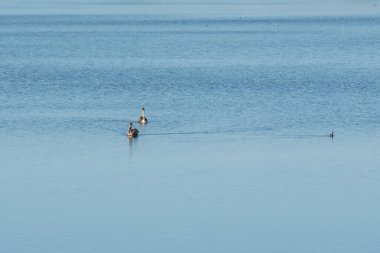 Kaliforniya Merkez Sahili 'nde suda yüzen pelikanlar