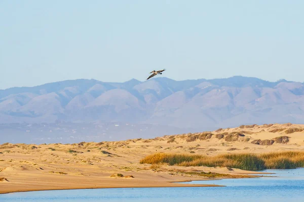Sand dunes on the beach and flying pelican, beautiful mountains and clear blue sky on background, California Central Coast