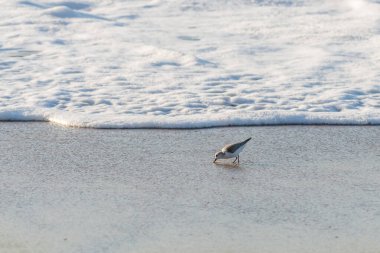 Sahilde uçan kuşlar, okyanusa yakın, California Merkez Sahili