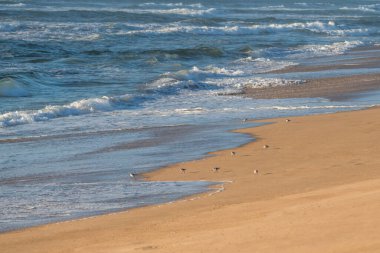 Sahilde uçan kuşlar, okyanusa yakın, California Merkez Sahili