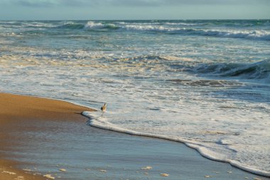 Fırtınalı okyanus ve kumsaldaki Willet kuşu.