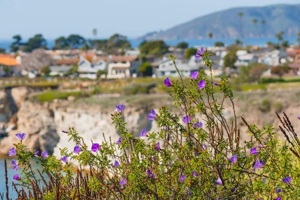 Beautiful purple wild flowers on the beach with blurred cityscape on background. Sunny day in early spring, California