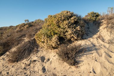 Kum tepeleri ve çöl bitkileri. Kaliforniya Altın Çalı, güzel sonbahar sezonu