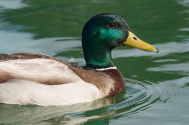Güneşli bir günde suda yüzen Mallard ördeği (Anas platyrhynchos). Erkek vahşi ördeğin yakın portresi.