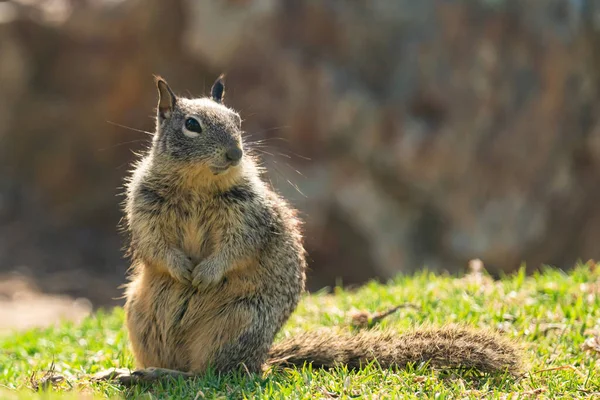 Cute squirrel sitting on grass. Close up portrait of a ground squirrel in city park in sunny day