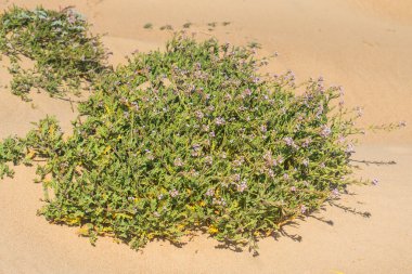 Kumsalda kır çiçekleri yetişiyor. Deniz Roketi çiçek açmış. Sea Rocket sulu bir bitkidir. Genellikle deniz veya okyanus yakınında yetişen bir bitkidir..