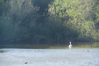 Huzurlu bir sahne. Göl ve kuş gölleri, pelikanlar ve su üzerinde yüzen ördekler. Arka planda gölün kenarındaki çalı ve bataklık bitkileri