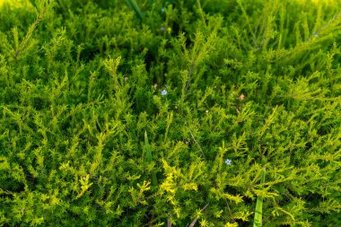 Cape May Bitkisi (Coleonema albümü), bahçesinde küçük çiçekler olan çekici, yeşil bir çalılık.