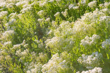 Baharda kır çiçekleri, karlı beyaz çiçeklerle, kalp kaplamalı ağarmış tereler (Cardaria draba) güneşli bir günde kapanır