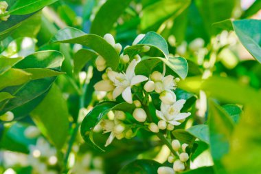 Çiçek açan portakal ağacı. Beyaz çiçekli portakal ağacı dalı güneşli bir günde bahçeyi kapatır..