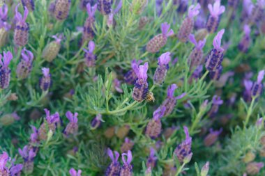 Lavanta çiçekleri ve arı. İspanyol lavantası ya da üstten lavanta çiçeği, bahçede çiçekler.