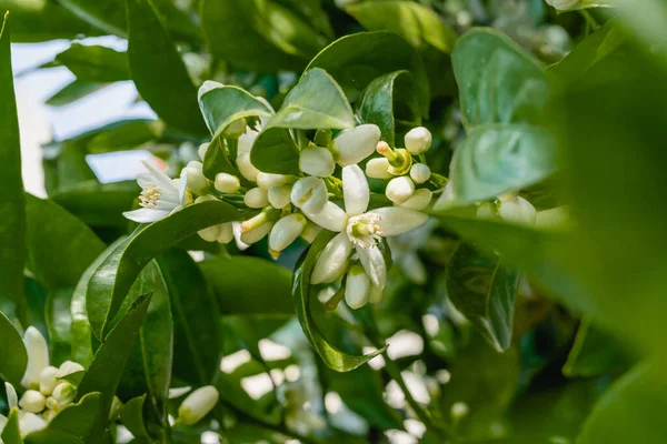 Apelsinträd Med Vackra Vita Blommor Blom Närbild Trädgården Vårsäsong — Stockfoto