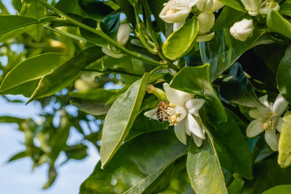 美しい白い花と蜂が閉じ 背景に青空とオレンジの木の枝 — ストック写真