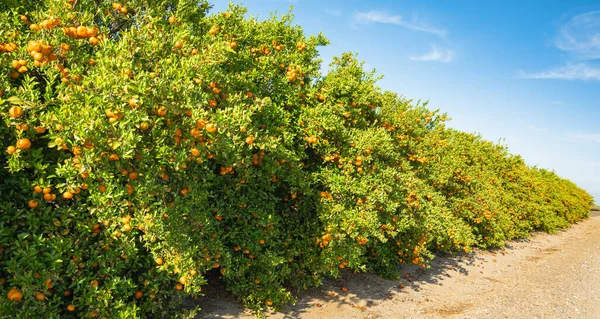 Mandarins Bosquet Californie Arbres Fruits Mûrs Rang Saison Des Récoltes — Photo