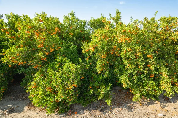 Mandarim Árvores Que Dão Frutos Crescidos Plantação Mandarim Época Das — Fotografia de Stock