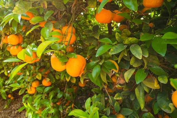 Mandarinas Orgánicas Maduras Árboles Huerto Mandarinas California Árboles Que Dan —  Fotos de Stock