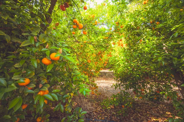 Plantación Mandarín Árboles Con Frutos Maduros Fila Temporada Cosecha California —  Fotos de Stock