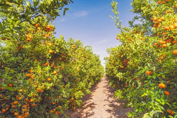 マンダリンプランテーション カリフォルニア州の収穫期に熟した果実のある木 — ストック写真