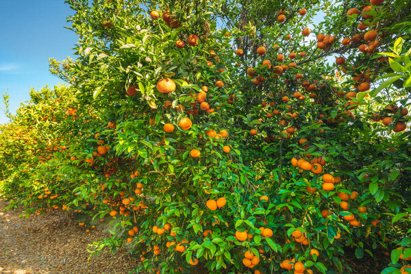 Ripe organic mandarins on trees in mandarins orchard in California. Many trees  bearing full grown fruits, harvest season.