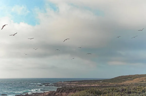 カリフォルニアの海岸線の風景 日没時にはビーチの岩の崖や植物 背景に曇った空の鳥の飛行のシルエット 劇的な風景 コピースペース — ストック写真