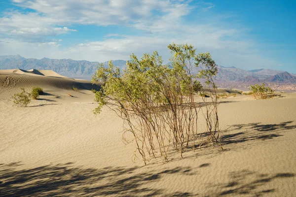 Zandduinen Woestijn Inheemse Planten Bergen Bewolkte Lucht Achtergrond Mesquite Sand — Stockfoto