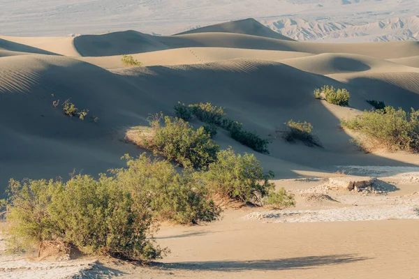 Zandduinen Inheemse Planten Death Valley National Park Californië — Stockfoto