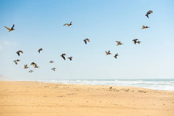 Pelícanos Pardos Playa Bandada Aves Voladoras Hermoso Cielo Azul Fondo — Foto de Stock