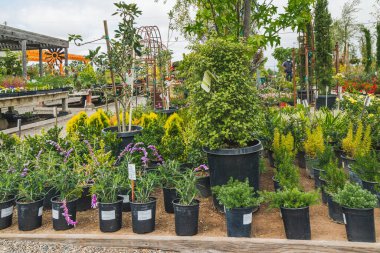 Orcutt, Santa Barbara County, California, 15 Mayıs 2021. Farklı türde ağaçlar, çalılar ve çiçekler, çiçek saksıları ve bahçe için dekorlar ve yerel çocuk odası, Orcutt, California 'da açık hava verandaları.