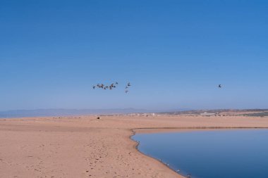 Geniş kumsal, mavi nehir ve uçan kuş sürüsü. Güzel manzara, berrak mavi gökyüzü arkaplanı, kopyalama alanı